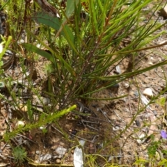 Pigea vernonii at Sassafras, NSW - 23 Jan 2023