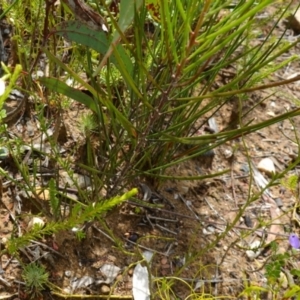 Pigea vernonii at Sassafras, NSW - suppressed