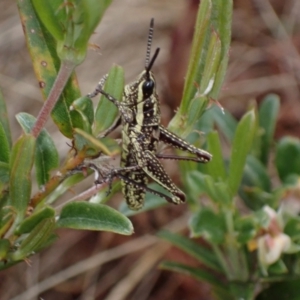 Monistria concinna at Cotter River, ACT - 23 Jan 2023