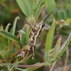 Monistria concinna at Cotter River, ACT - 23 Jan 2023