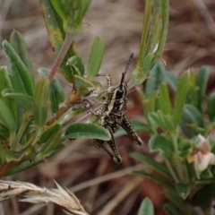 Monistria concinna at Cotter River, ACT - 23 Jan 2023