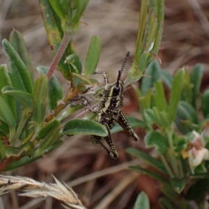 Monistria concinna at Cotter River, ACT - 23 Jan 2023 12:11 PM