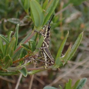 Monistria concinna at Cotter River, ACT - 23 Jan 2023