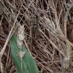 Monistria concinna at Cotter River, ACT - 23 Jan 2023