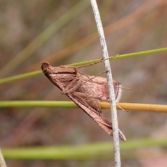 Endotricha pyrosalis (A Pyralid moth (Endotrichinae) at Cook, ACT - 23 Jan 2023 by CathB