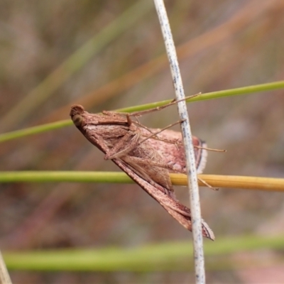 Endotricha pyrosalis (A Pyralid moth) at Mount Painter - 23 Jan 2023 by CathB