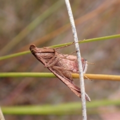 Endotricha pyrosalis (A Pyralid moth) at Cook, ACT - 23 Jan 2023 by CathB