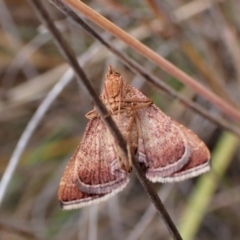 Endotricha pyrosalis at Cook, ACT - 23 Jan 2023