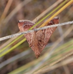 Endotricha pyrosalis at Cook, ACT - 23 Jan 2023