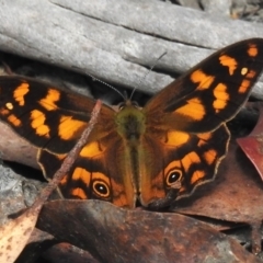 Heteronympha solandri (Solander's Brown) at Cotter River, ACT - 20 Jan 2023 by JohnBundock