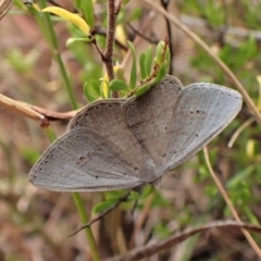 Casbia pallens (Pale Casbia) at Mount Painter - 23 Jan 2023 by CathB