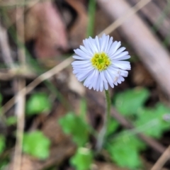 Lagenophora stipitata (Common Lagenophora) at Tidbinbilla Nature Reserve - 26 Jan 2023 by trevorpreston