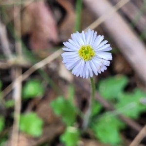 Lagenophora stipitata at Paddys River, ACT - 26 Jan 2023