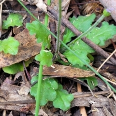 Lagenophora stipitata at Paddys River, ACT - 26 Jan 2023