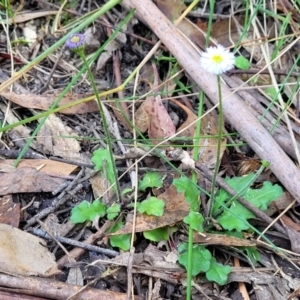 Lagenophora stipitata at Paddys River, ACT - 26 Jan 2023