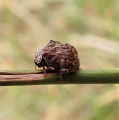 Cadmus (Lachnabothra) subgenus (A case-bearing leaf beetle) at Cook, ACT - 22 Jan 2023 by CathB