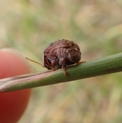 Cadmus (Lachnabothra) subgenus at Cook, ACT - 22 Jan 2023 01:26 PM