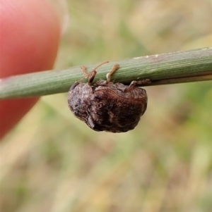 Cadmus (Lachnabothra) subgenus at Cook, ACT - 22 Jan 2023 01:26 PM