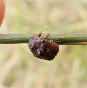 Cadmus (Lachnabothra) subgenus at Cook, ACT - 22 Jan 2023 01:26 PM