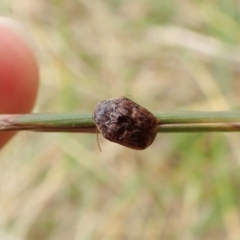 Cadmus (Lachnabothra) subgenus at Cook, ACT - 22 Jan 2023