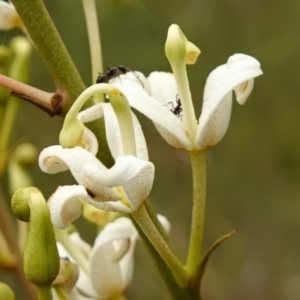 Lomatia ilicifolia at Sassafras, NSW - 23 Jan 2023 12:26 PM