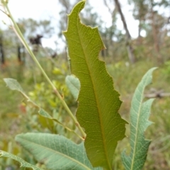 Lomatia ilicifolia at Sassafras, NSW - 23 Jan 2023