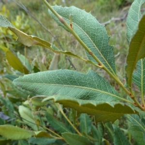 Lomatia ilicifolia at Sassafras, NSW - 23 Jan 2023
