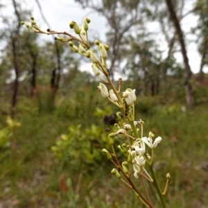 Lomatia ilicifolia at Sassafras, NSW - 23 Jan 2023