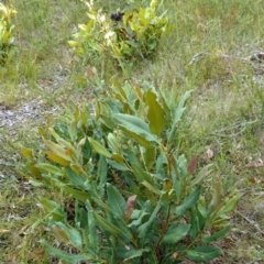 Lomatia ilicifolia at Sassafras, NSW - 23 Jan 2023