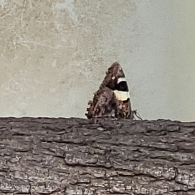 Vanessa itea (Yellow Admiral) at Tidbinbilla Nature Reserve - 26 Jan 2023 by trevorpreston