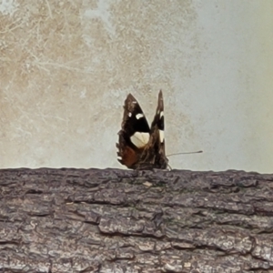 Vanessa itea at Paddys River, ACT - 26 Jan 2023