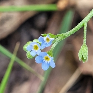 Myosotis laxa subsp. caespitosa at Paddys River, ACT - 26 Jan 2023 03:46 PM