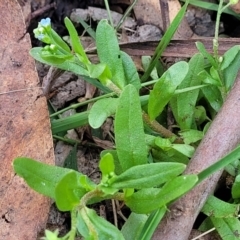 Myosotis laxa subsp. caespitosa at Paddys River, ACT - 26 Jan 2023