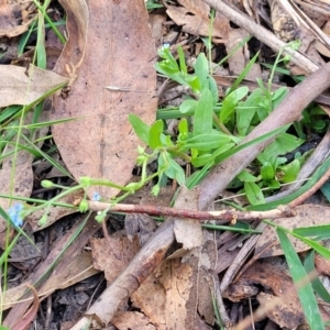 Myosotis laxa subsp. caespitosa at Paddys River, ACT - 26 Jan 2023