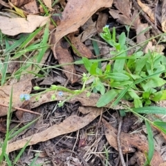 Myosotis laxa subsp. caespitosa at Paddys River, ACT - 26 Jan 2023