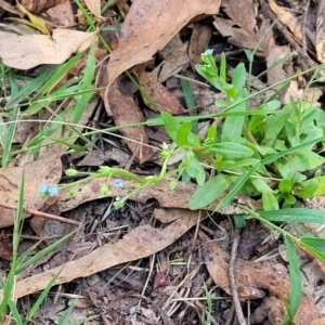 Myosotis laxa subsp. caespitosa at Paddys River, ACT - 26 Jan 2023 03:46 PM