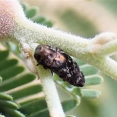 Diphucrania sp. (genus) (Jewel Beetle) at Aranda Bushland - 22 Jan 2023 by CathB
