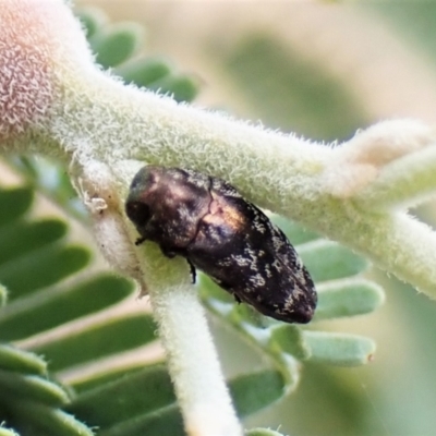 Diphucrania sp. (genus) (Jewel Beetle) at Aranda Bushland - 22 Jan 2023 by CathB