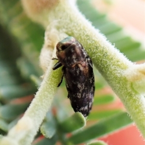 Diphucrania sp. (genus) at Molonglo Valley, ACT - 22 Jan 2023