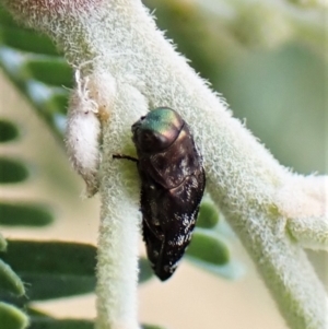 Diphucrania sp. (genus) at Molonglo Valley, ACT - 22 Jan 2023