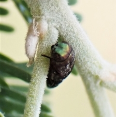 Diphucrania sp. (genus) at Molonglo Valley, ACT - 22 Jan 2023