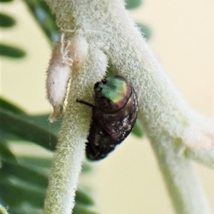 Diphucrania sp. (genus) at Molonglo Valley, ACT - 22 Jan 2023