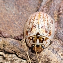 Paropsisterna m-fuscum (Eucalyptus Leaf Beetle) at Tidbinbilla Nature Reserve - 26 Jan 2023 by trevorpreston