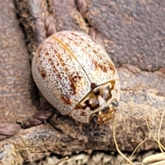 Paropsisterna m-fuscum at Paddys River, ACT - 26 Jan 2023