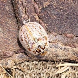 Paropsisterna m-fuscum at Paddys River, ACT - 26 Jan 2023 02:58 PM