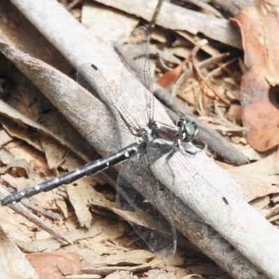 Eusynthemis guttata (Southern Tigertail) at Namadgi National Park - 21 Jan 2023 by JohnBundock