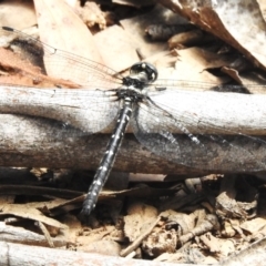 Eusynthemis guttata at Cotter River, ACT - 21 Jan 2023 11:06 AM