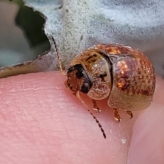 Paropsisterna m-fuscum (Eucalyptus Leaf Beetle) at Tidbinbilla Nature Reserve - 26 Jan 2023 by trevorpreston