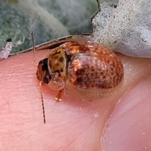 Paropsisterna m-fuscum at Paddys River, ACT - 26 Jan 2023