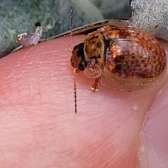 Paropsisterna m-fuscum at Paddys River, ACT - 26 Jan 2023